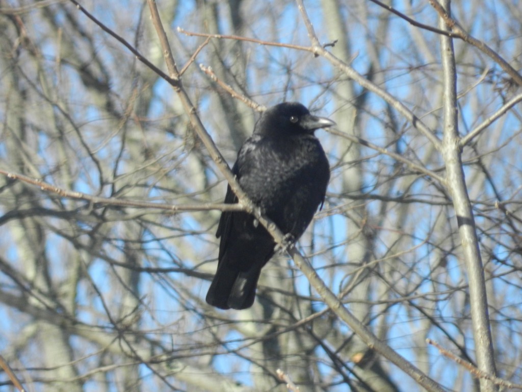 My First Crow | Backyard Big Year